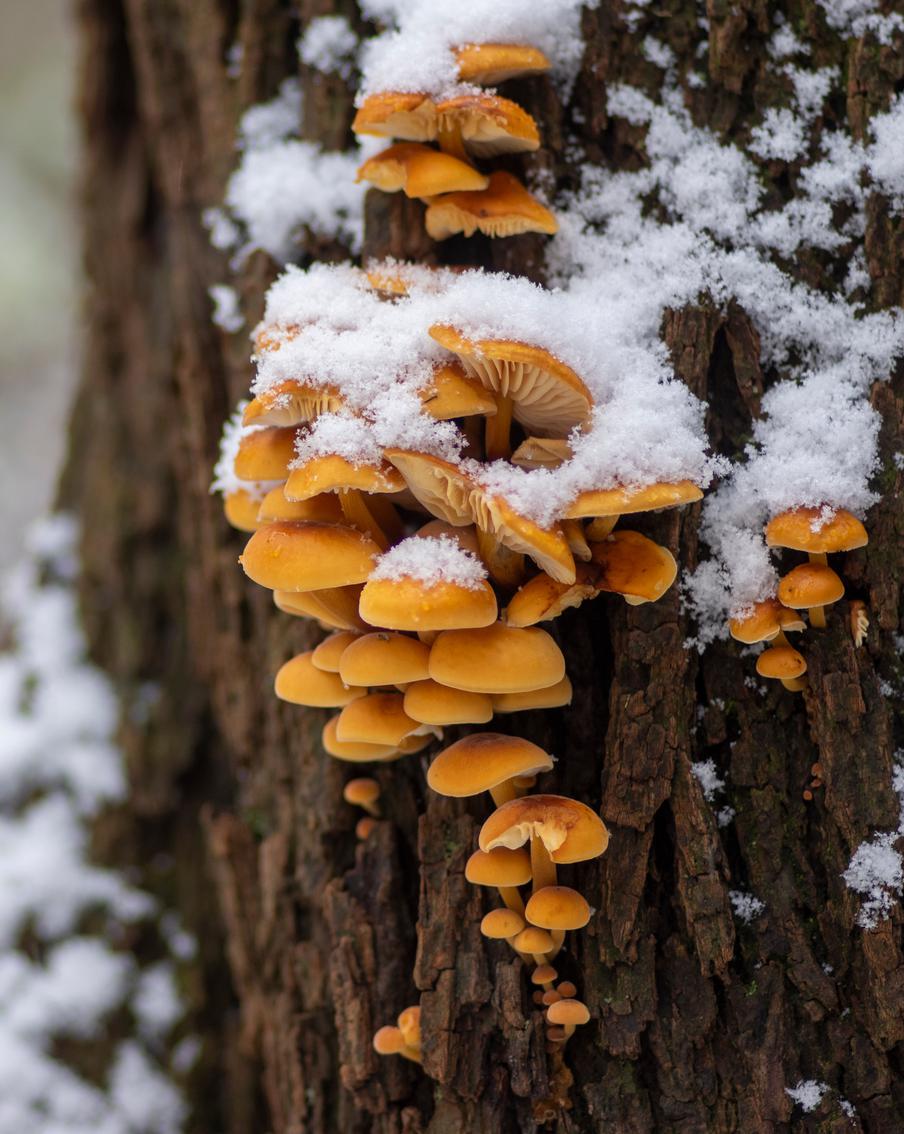 В Московской области начался сбор поздних грибов