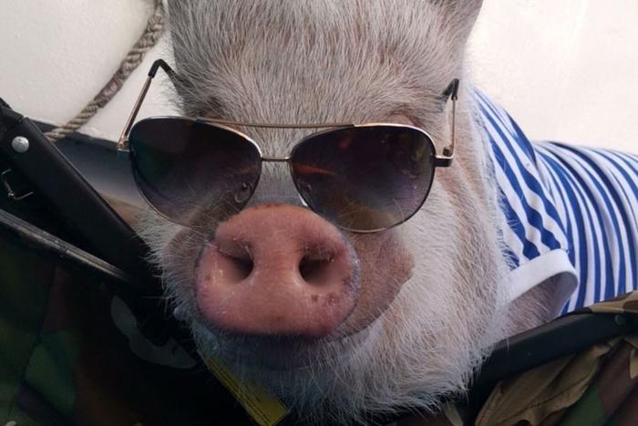 В Северном Тушино есть своя звёздочка: семья Мазовых рассказала Metro, каково это – жить с хрюшкой