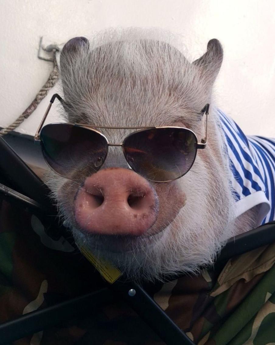 В Северном Тушино есть своя звёздочка: семья Мазовых рассказала Metro, каково это – жить с хрюшкой