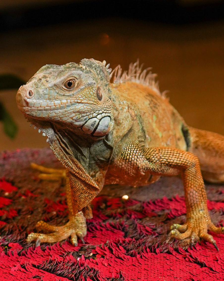 Сколько стоит Змей Горыныч на новогодний корпоратив