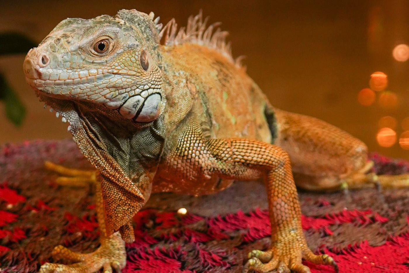 Сколько стоит Змей Горыныч на новогодний корпоратив