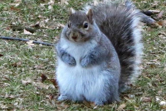 В столице нашли необычную белку: у неё очень пухлый вид