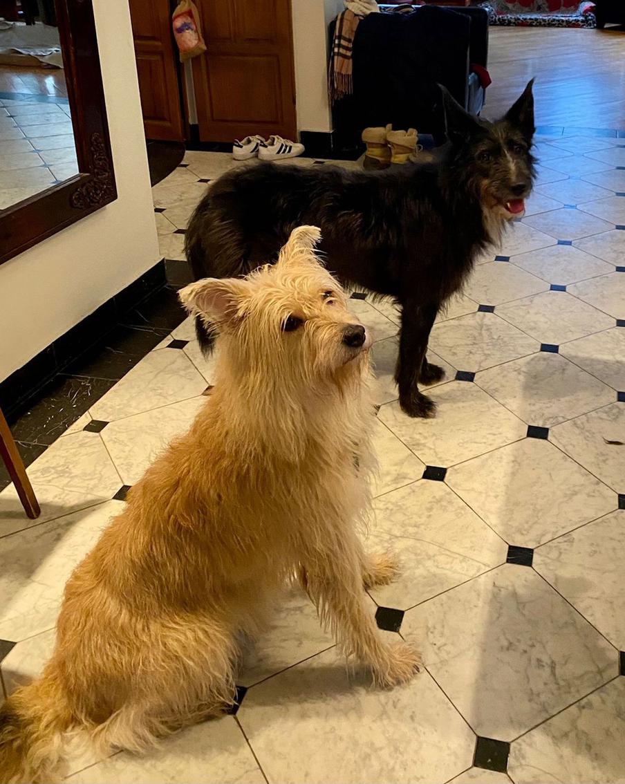 У Ирокеза есть сестра по имени Флаффи