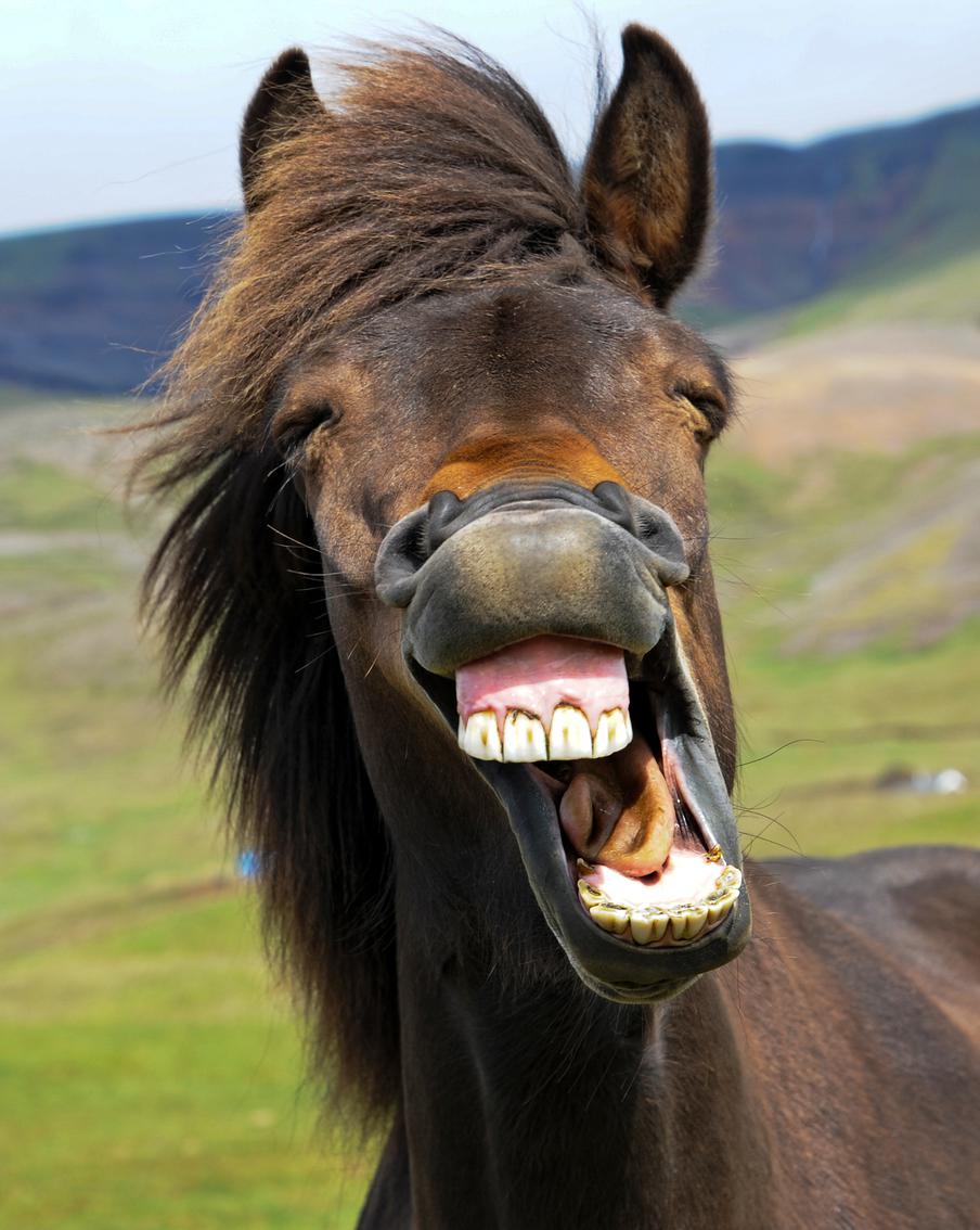 Boeing 747 вернулся в аэропорт из-за лошади в небе