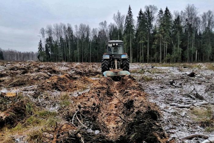 В Подмосковье полностью выполнена подготовка почвы под посадку леса в 2024 году
