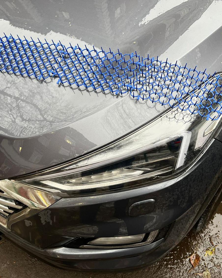 Коты греются под капотом машины: чем опасно это для автомобиля и для самих животных