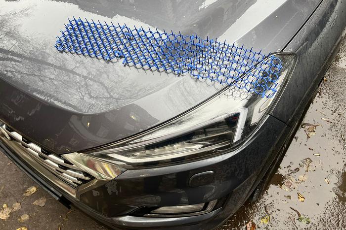 Коты греются под капотом машины: чем опасно это для автомобиля и для самих животных