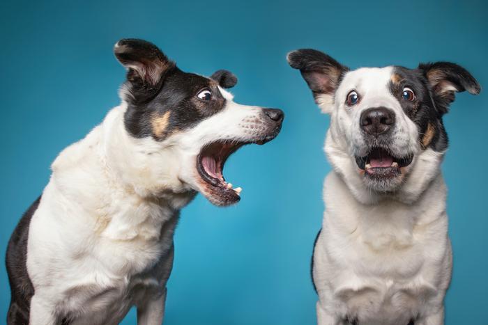 Как отучить собаку от охранного лая: простые шаги для коррекции воспитания