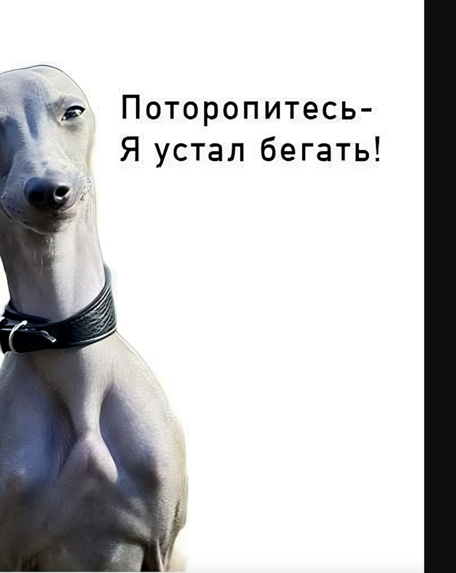 В Москве пугливую левретку ищут с помощью мемов