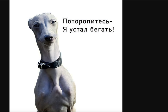 В Москве пугливую левретку ищут с помощью мемов