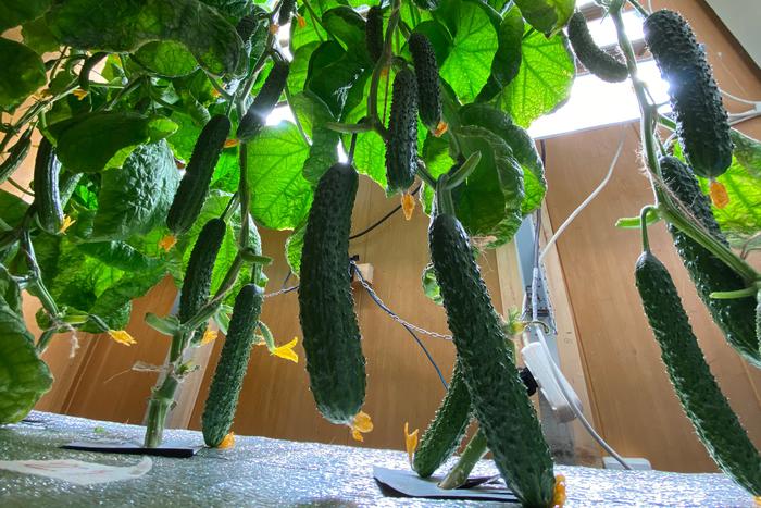 В Антарктиде выросли огурцы. Как такое вообще возможно?