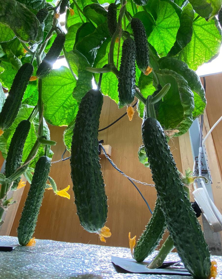 В Антарктиде выросли огурцы. Как такое вообще возможно?