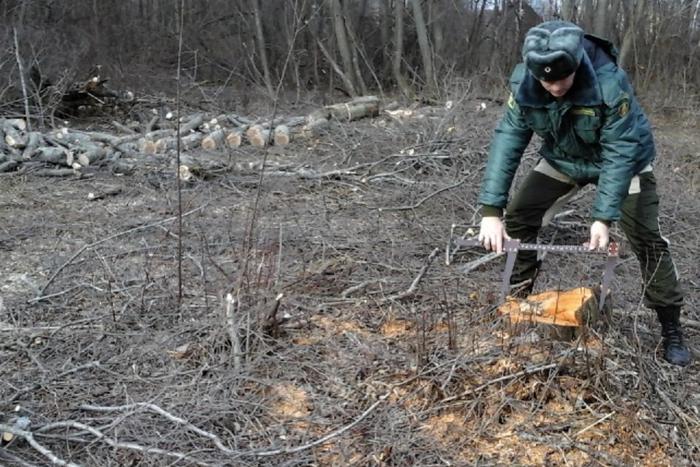 Более 150 случаев незаконной рубки лесных насаждений зафиксировано в Подмосковье с начала года