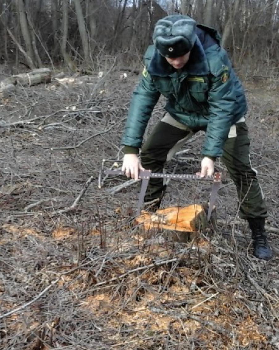 Более 150 случаев незаконной рубки лесных насаждений зафиксировано в Подмосковье с начала года