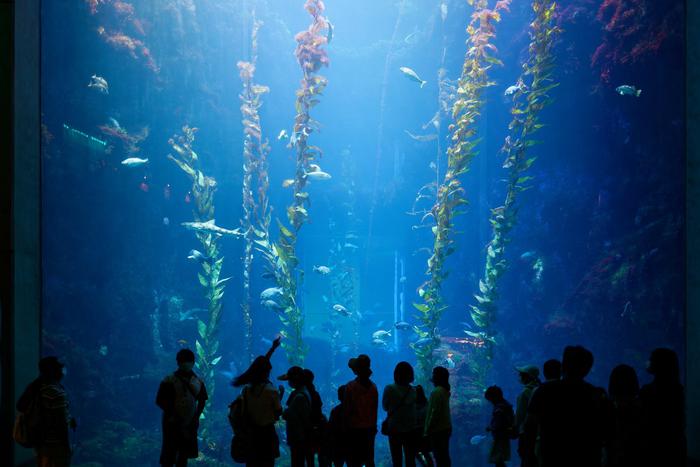 Зал с морскими животными затопило в музее-аквариуме в Севастополе из-за урагана