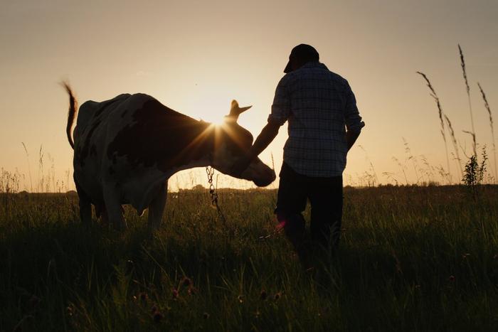 Много шума из ничего? Стало известно, почему в России подорожает говядина