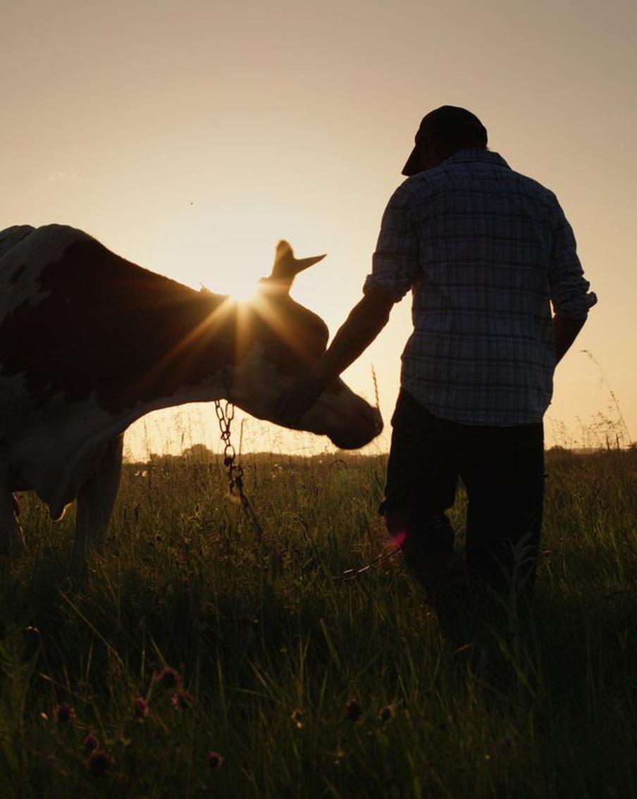 Много шума из ничего? Стало известно, почему в России подорожает говядина