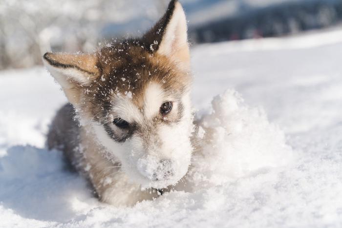 Сугробы опасны не только для человека: кинолог рассказал, как уберечь питомца от травм