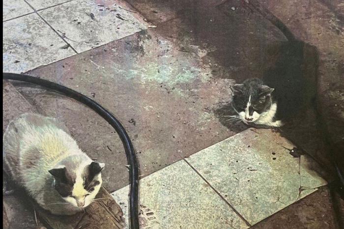 "Немедленно убирайте их на улицу": история спасения 8 кошек на физфаке МГУ
