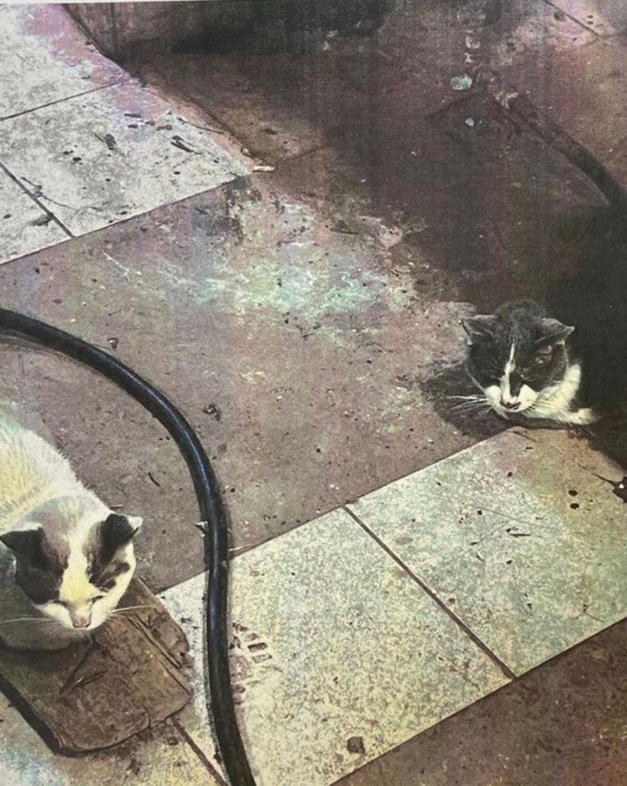 "Немедленно убирайте их на улицу": история спасения 8 кошек на физфаке МГУ