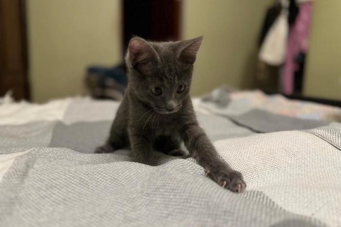 Как правильно завести котёнка и не навредить ему? Рассказывает фелинолог Ангелина Сиротина