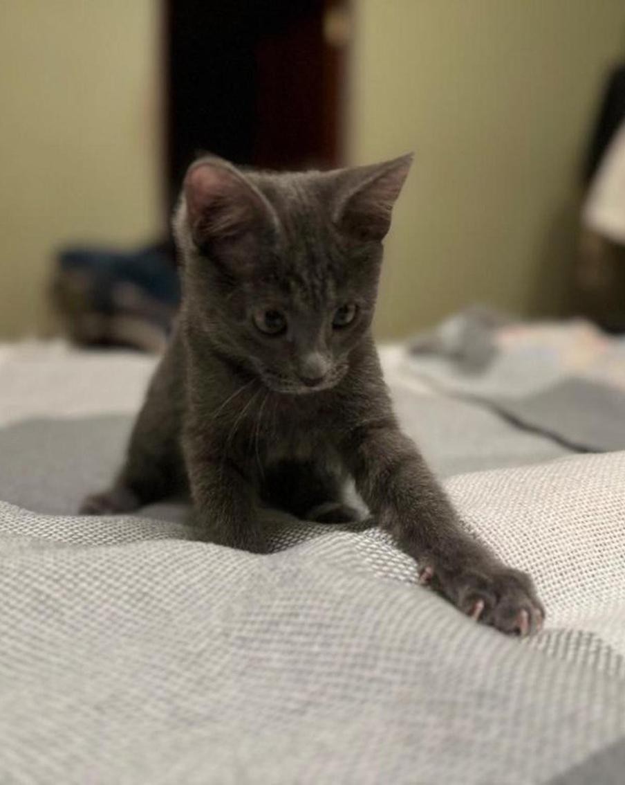 Как правильно завести котёнка и не навредить ему? Рассказывает фелинолог Ангелина Сиротина