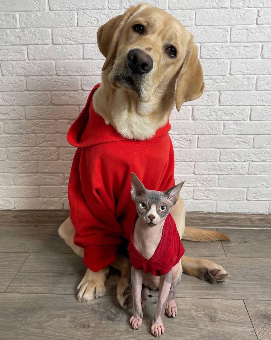 Дени и Мэни дают совет как отметить Всемирный день домашних животных