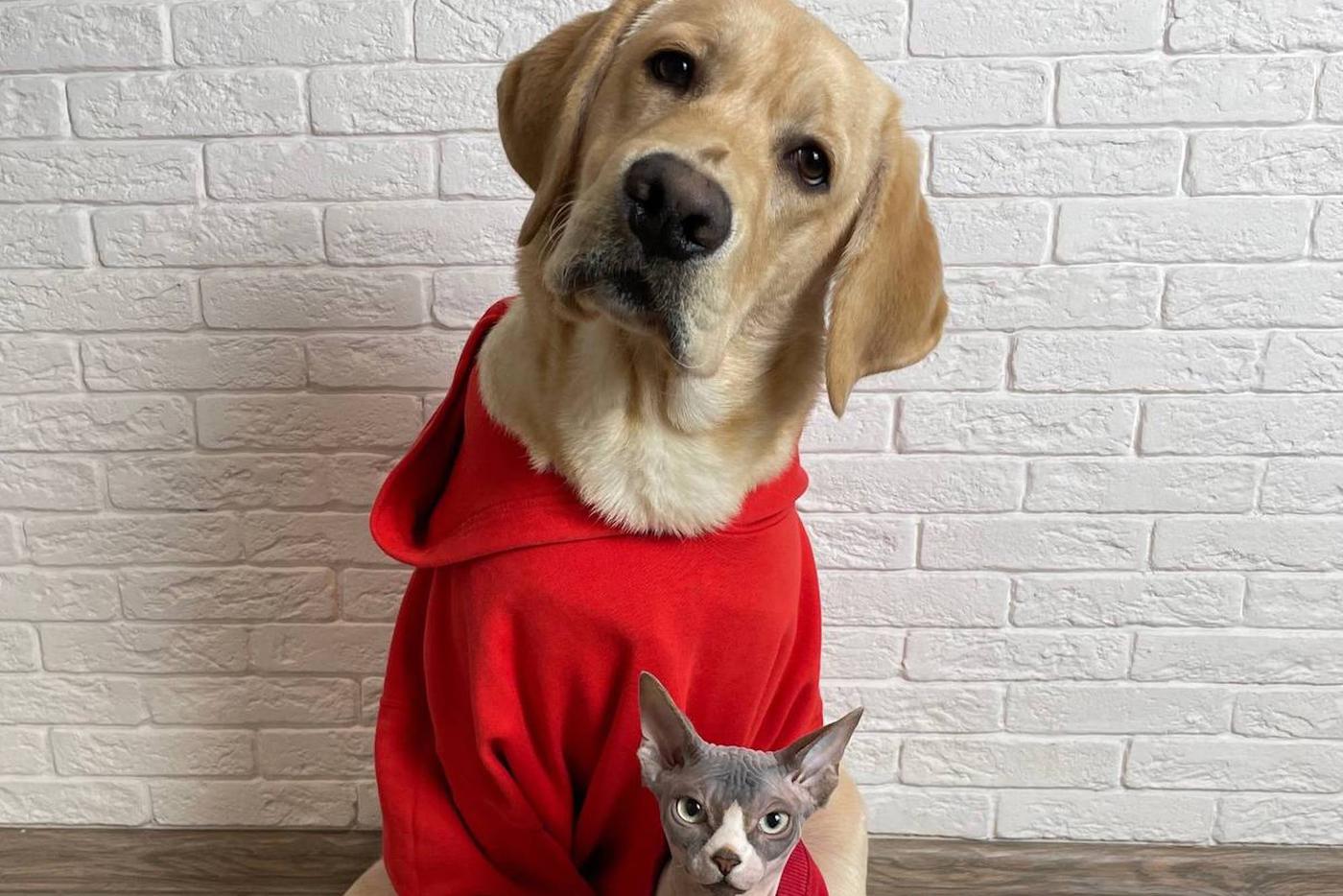 Дени и Мэни дают совет как отметить Всемирный день домашних животных