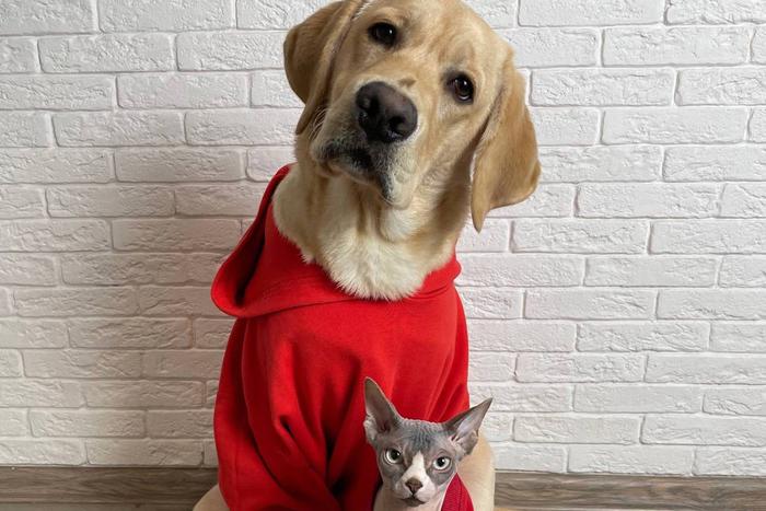 Дени и Мэни дают совет как отметить Всемирный день домашних животных