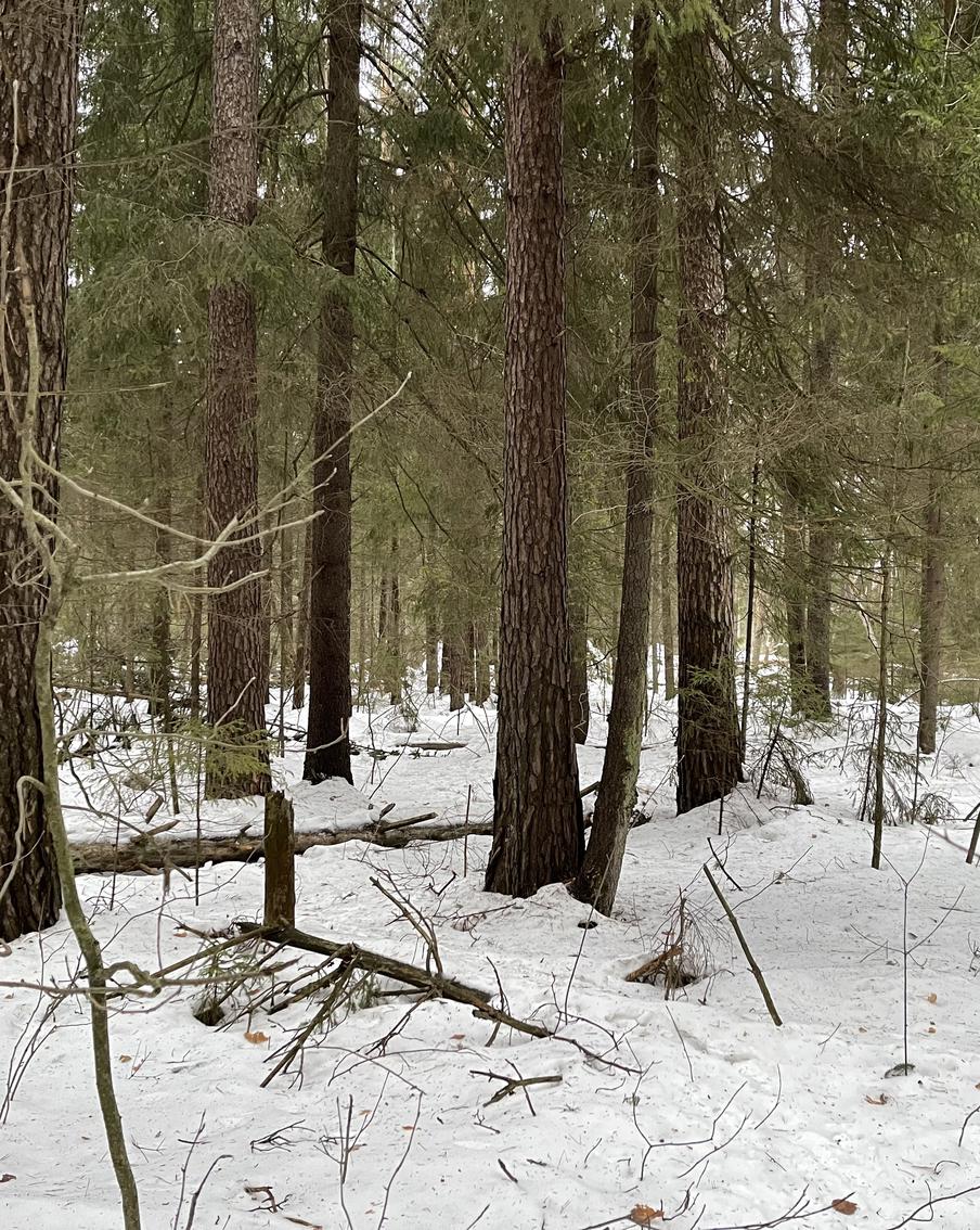 Более 1000 самовольных занятий лесных участков выявили в Подмосковье с начала года