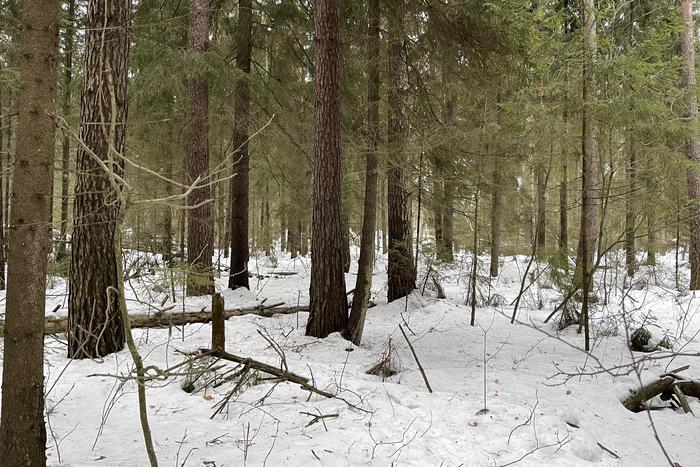 Более 1000 самовольных занятий лесных участков выявили в Подмосковье с начала года