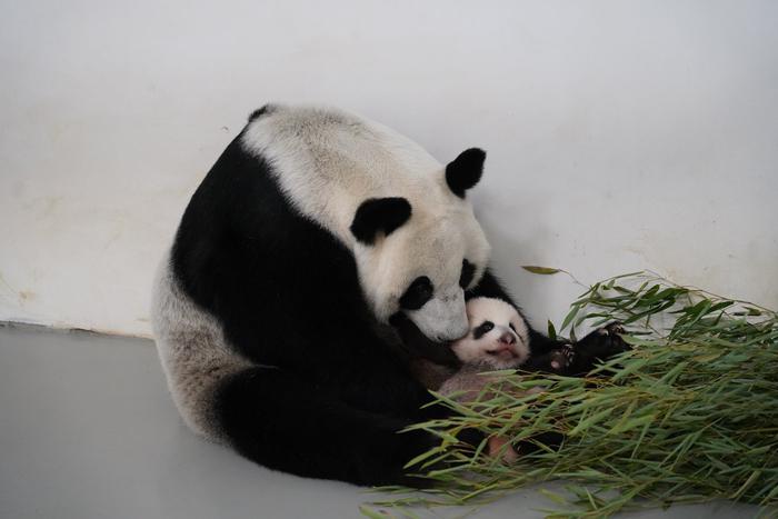 "Включили для Жуи видеозапись, где спаривается другая пара панд": как в Московском зоопарке появлялись малыши