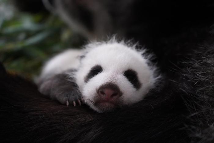 Москвичи смогут сами решить какое имя получит малышка-панда