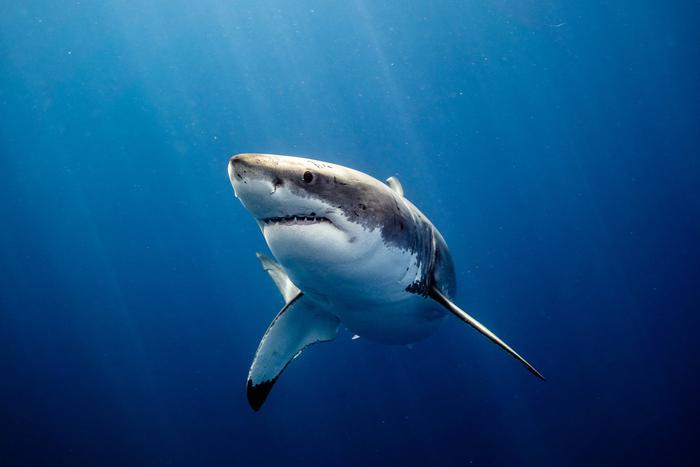 На побережье Мексики при нападении акулы погибла женщина