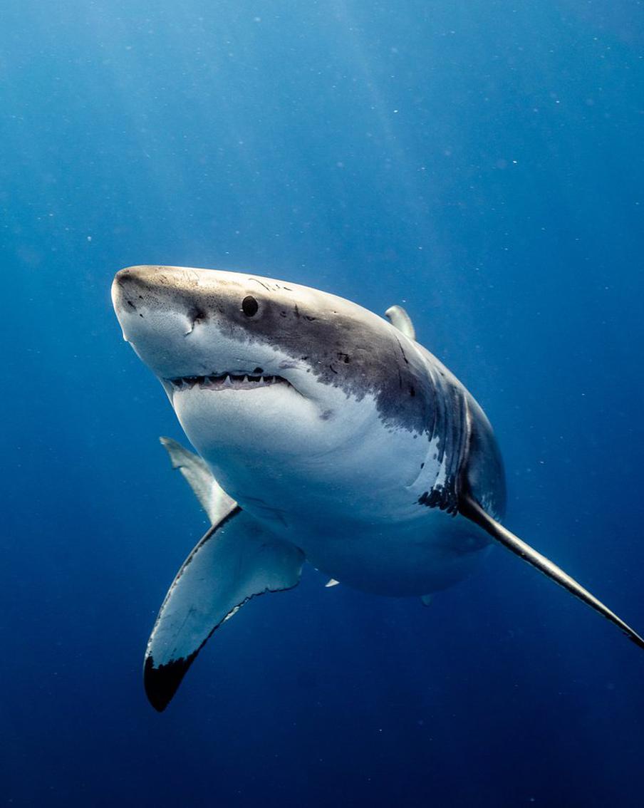 На побережье Мексики при нападении акулы погибла женщина