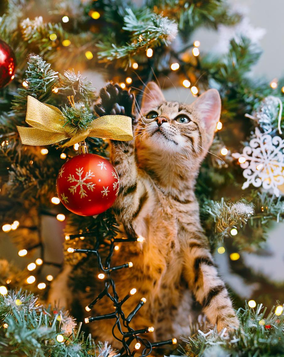 Спасаем новогоднюю ёлку от нападений домашних питомцев