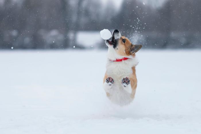 Весёлые прогулки с питомцем на морозе: правила безопасности для ответственных хозяев