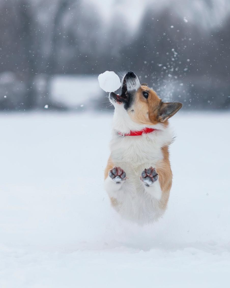 Весёлые прогулки с питомцем на морозе: правила безопасности для ответственных хозяев