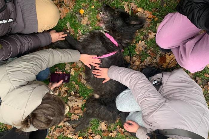 "Ищем питомцев где угодно – на МКАДе, в заброшках": поисковому отряду "Честер Алерт" исполняется 2 года