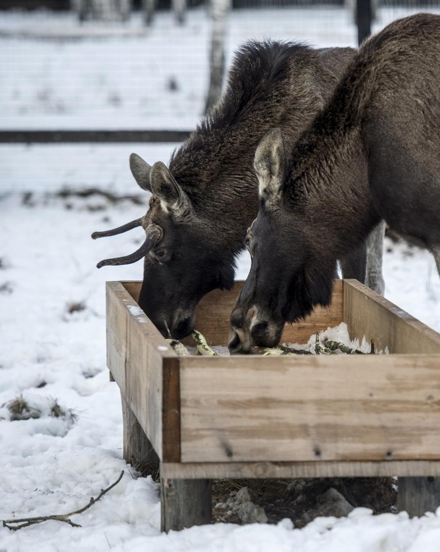 "Лосиный остров" будут охранять ещё строже после передачи его части московским властям