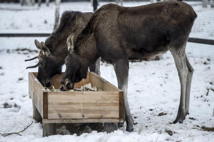 "Лосиный остров" будут охранять ещё строже после передачи его части московским властям