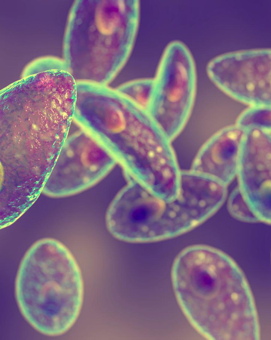Может ли у хозяина кошки развиться шизофрения из-за питомца?