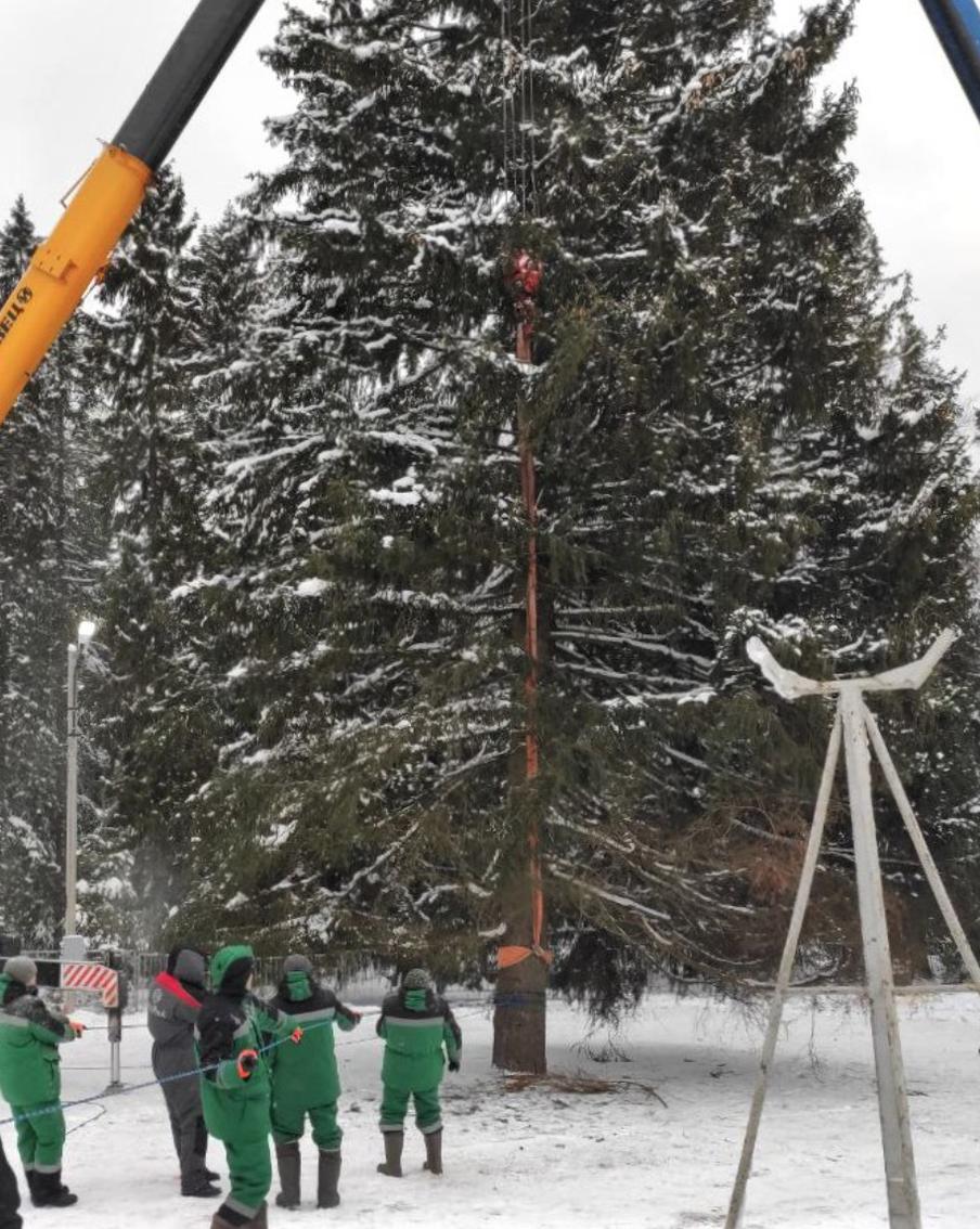 Главную новогоднюю ёлку России спилили в Подмосковье