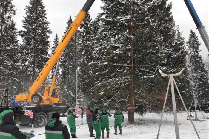 Главную новогоднюю ёлку России спилили в Подмосковье