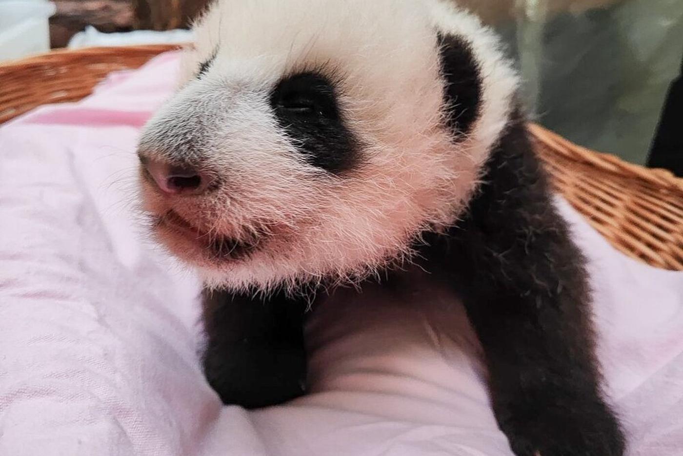 Маленькая панда из Московского зоопарка встала на четыре лапки