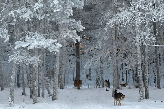 В Новом Уренгое стая бездомных собак напала на девочку