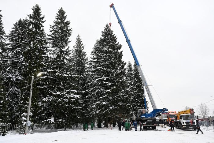 Главная ёлка страны уже приехала в Москву: колючая леди жила рядом с посёлком Фряново
