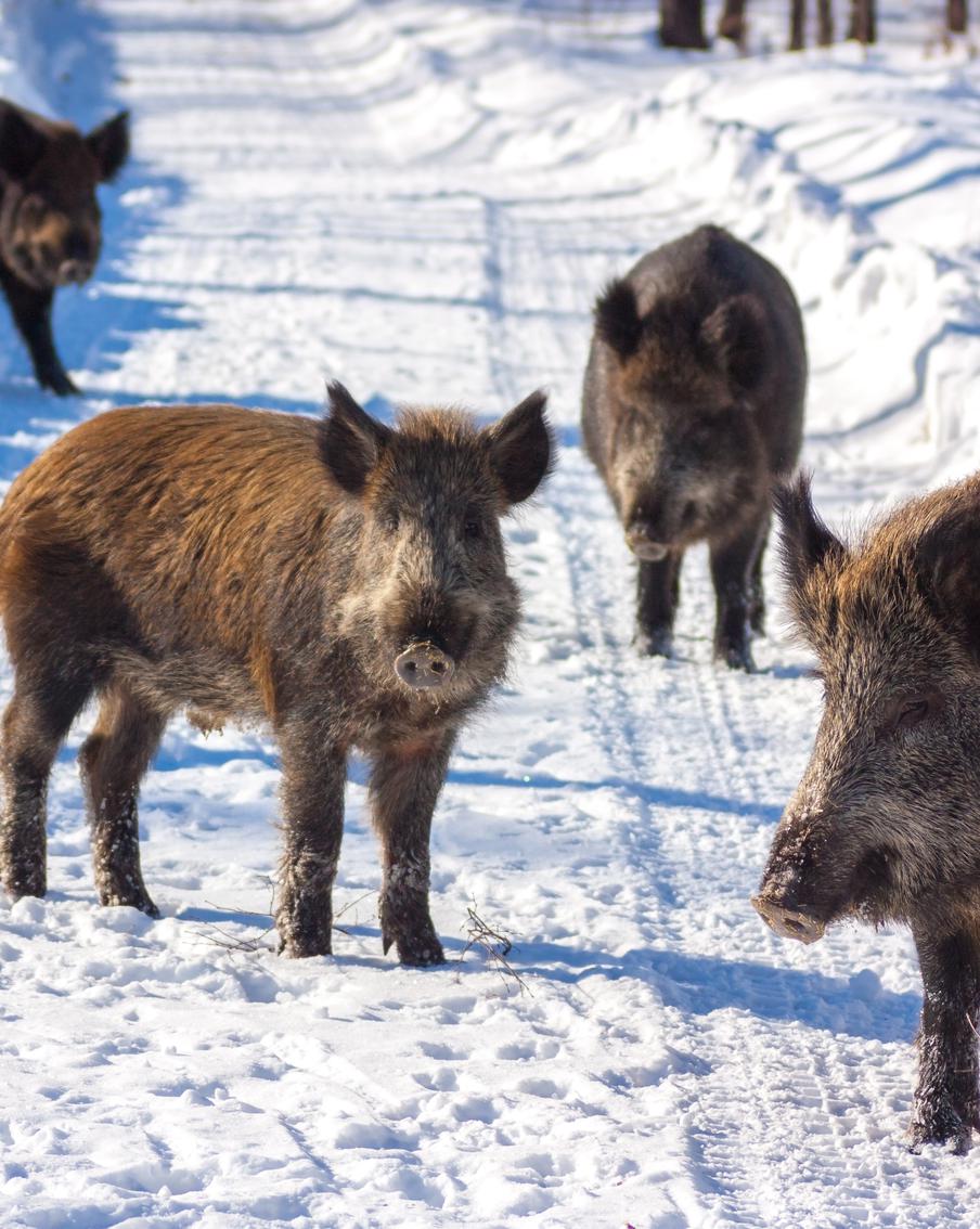 По улицам Мытищ бегают кабаны – они кормятся у местных жителей. Мнения последних разделились, соседству рады не все