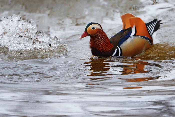 В Москве под Новый год появились разноцветные мандаринки. Это не фрукты, а утки!