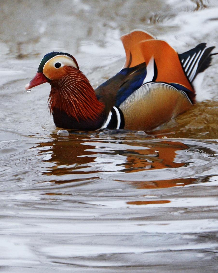 В Москве под Новый год появились разноцветные мандаринки. Это не фрукты, а утки!
